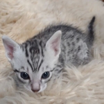 Mau silver male DOB 5-19-21