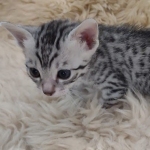 Mau silver male DOB 5-19-21