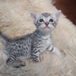 Mau silver male DOB 5-19-21