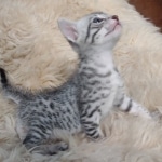 Mau silver male DOB 5-19-21