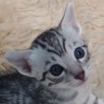 Mau silver male DOB 5-19-21