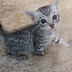 Mau silver male DOB 5-19-21