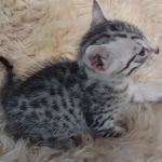 Mau silver male DOB 5-19-21