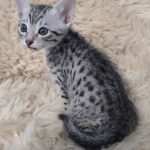 Mau silver male DOB 5-19-21