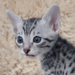 Mau silver male DOB 5-19-21