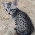 Mau silver male DOB 5-19-21