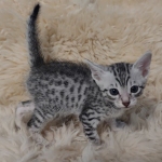 Mau silver male DOB 5-19-21