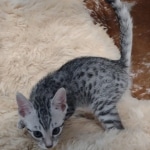 Mau silver male DOB 5-19-21