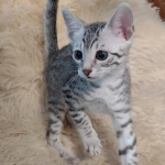 Mau silver male DOB 5-19-21