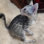 Mau silver male DOB 5-19-21