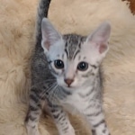 Mau silver male DOB 5-19-21
