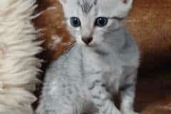 Mau Silver male DOB 5-19-21 rt hip Daria