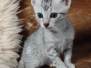 Mau Silver male DOB 5-19-21 rt hip Daria