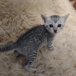 Egyptian Mau Silver male kitten DOB 5-19-21