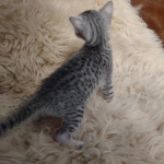 Egyptian Mau Silver male kitten DOB 5-19-21