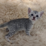 Egyptian Mau Silver male kitten DOB 5-19-21