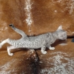 Egyptian Mau Silver male kitten DOB 5-19-21