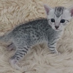 Egyptian Mau Silver male kitten DOB 5-19-21