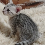 Egyptian Mau Silver male kitten DOB 5-19-21