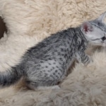 Egyptian Mau Silver male kitten DOB 5-19-21