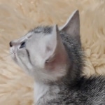 Egyptian Mau Silver male kitten DOB 5-19-21