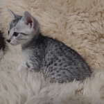 Egyptian Mau Silver male kitten DOB 5-19-21