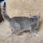 Egyptian Mau Silver male kitten DOB 5-19-21