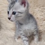 Egyptian Mau Silver male kitten DOB 5-19-21