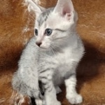 Egyptian Mau Silver male kitten DOB 5-19-21