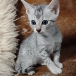 Egyptian Mau Silver male kitten DOB 5-19-21