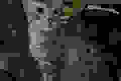 Zazu Mau silver male DOB 5-19-21 shoulder