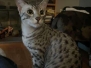 Zazu Mau silver male DOB 5-19-21 shoulder