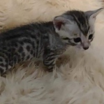 Egyptian Mau silver male kitten DOB 5-19-21
