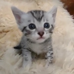 Egyptian Mau silver male kitten DOB 5-19-21