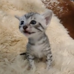 Egyptian Mau silver male kitten DOB 5-19-21