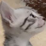 Egyptian Mau silver male kitten DOB 5-19-21