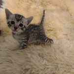 Egyptian Mau silver male kitten DOB 5-19-21