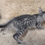 Egyptian Mau silver male kitten DOB 5-19-21
