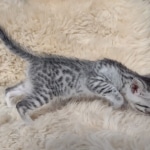 Egyptian Mau silver male kitten DOB 5-19-21