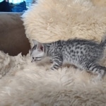 Egyptian Mau silver male kitten DOB 5-19-21