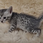 Egyptian Mau silver male kitten DOB 5-19-21