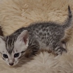 Egyptian Mau silver male kitten DOB 5-19-21