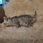 Egyptian Mau silver male kitten DOB 5-19-21