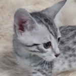 Egyptian Mau silver male kitten DOB 5-19-21