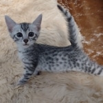 Egyptian Mau silver male kitten DOB 5-19-21
