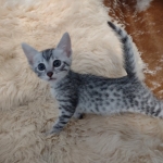 Egyptian Mau silver male kitten DOB 5-19-21