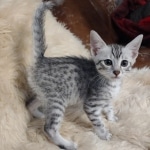 Egyptian Mau silver male kitten DOB 5-19-21