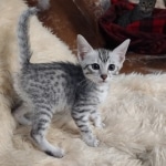 Egyptian Mau silver male kitten DOB 5-19-21