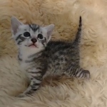 Egyptian Mau silver male kitten DOB 5-19-21