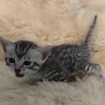 Egyptian Mau silver male kitten DOB 5-19-21